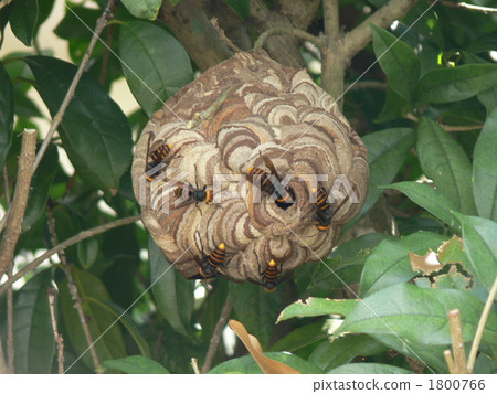 Wasps who made nests in the tree of Kinmokusei 1800766