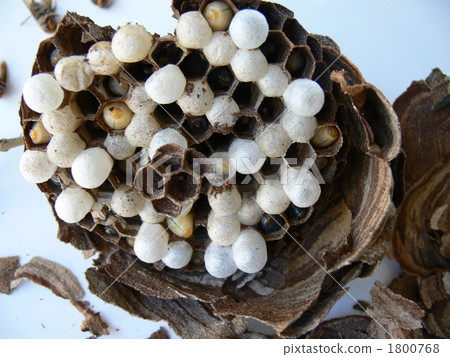 Inside the horn's nest 1800768