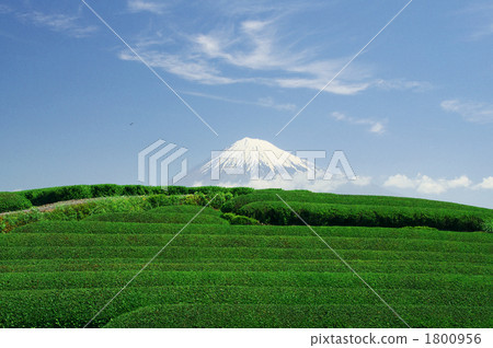 富士山 風景 茶園 1800956