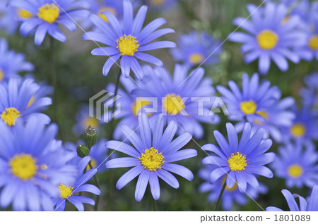 Blue Daisy Flower Blue Daisy Flower 1801089