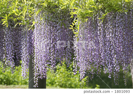 Wisteria trellis at Koishikawa Korakuen 1801093