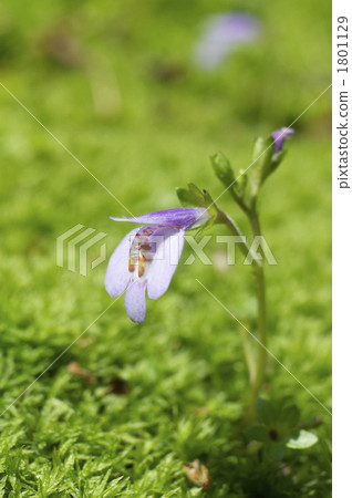 Murasaki Saki Gokai flower Murasaki Saki Gokai flower 1801129