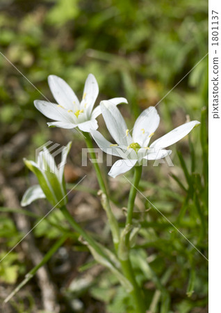 Flowers of Oohuana 1801137