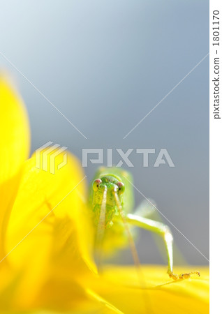 Shy grasshopper 1801170