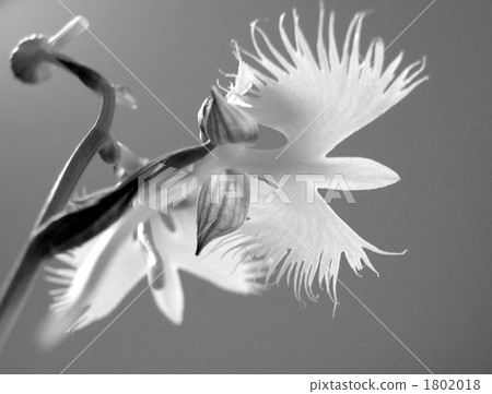 fringed orchis, habeharia radiata, fringer orchid 1802018