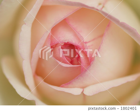 Rose Pierre de Roncer Rose Pierre de Roncer 1802401
