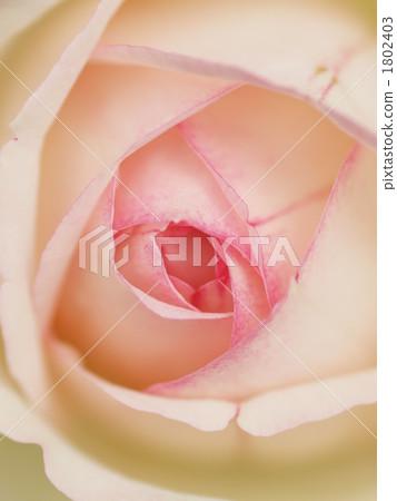 Rose Pierre de Roncer 1802403