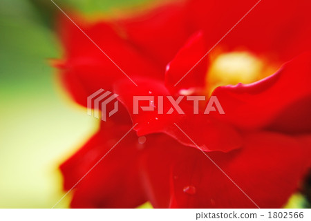 Austrianna Austrianna 1802566