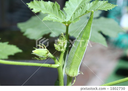 Okra in the garden 1802730