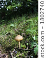 蘑菇蘑菇 1802740