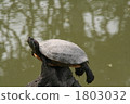Balanced turtle 1803032