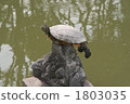Balanced turtle 1803035