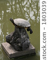 Balanced turtle 1803039