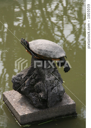 Balanced turtle Balanced turtle 1803039
