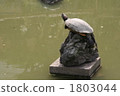 Balanced turtle 1803044