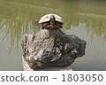 Balanced turtle 1803050