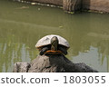 Balanced turtle 1803055