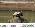 Balanced turtle 1803060