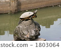 Balanced turtle 1803064