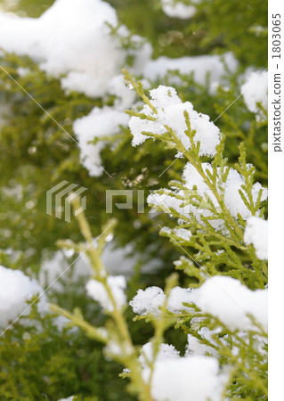 在金嵴上下雪 在金嵴上下雪 1803065