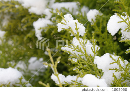 在金嵴上下雪 1803068