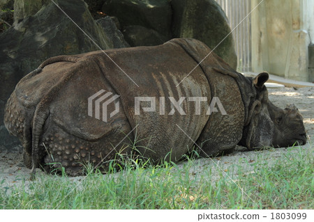 瀕臨危機的印度雨 1803099