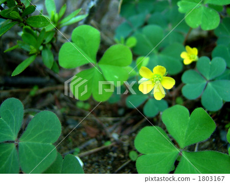 片花花和葉子 1803167