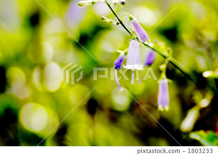 adenophora triphylla, hanging bell carrot, bloom 1803233