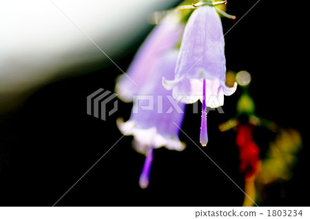 adenophora triphylla, hanging bell carrot, bloom 1803234