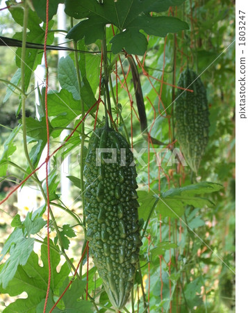 綠色的窗簾 綠色的窗簾 1803247