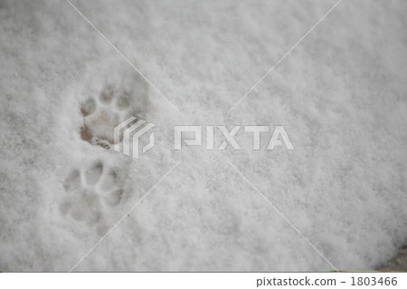 貓的腳步♪ 貓的腳步♪ 1803466