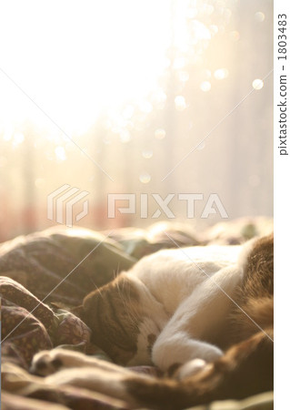 陽光下的午睡貓♪ 1803483