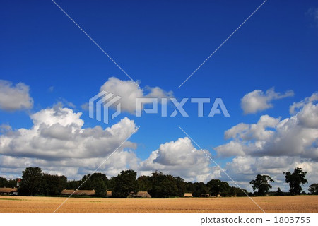 British wheat field in autumn 1803755