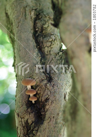 蘑菇家庭 1803782