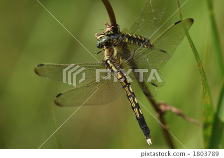 A female of the Shiokaratombo that prey on the halibirotorborn 1803789