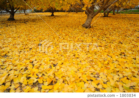 銀杏 銀杏 1803834