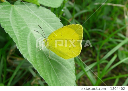 common grass yellow, eurema hecabe, large grass yellow 1804402