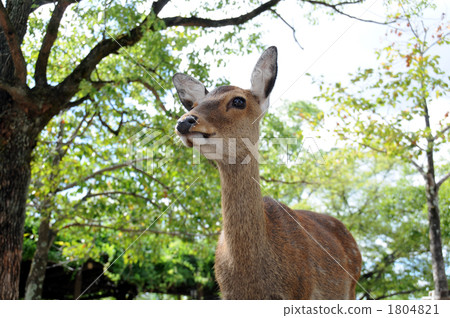 宮島的鹿 1804821