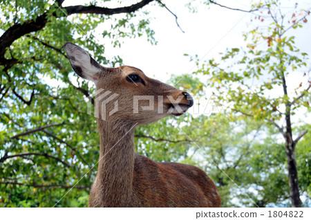 宮島的鹿 宮島的鹿 1804822