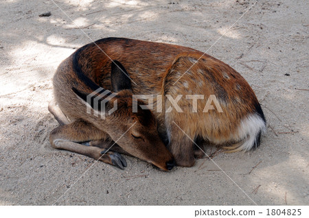 deer, deers, animal 1804825