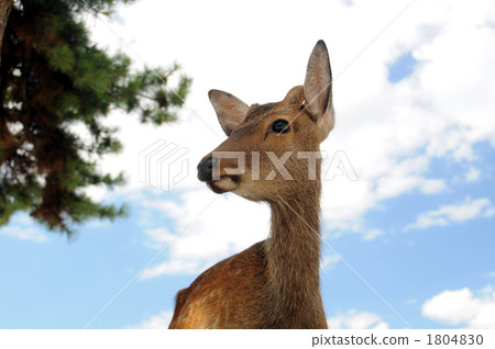 Miyajima's deer 1804830