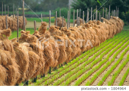 酒吧懸崖 1804964