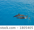 sea animals, dolphin, dolphins 1805405