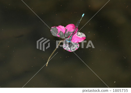 Male of Musesite tombo on a flower floating on the water 1805735