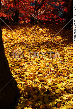 Fallen leaves  1805739