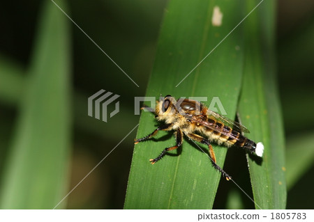 Shioyab male 1805783