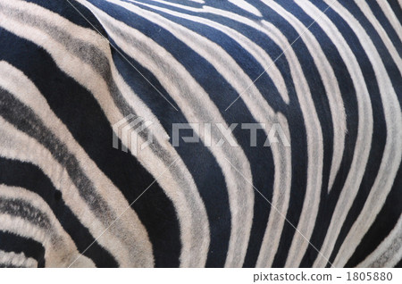 zebra  1805880
