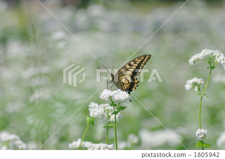 Swallowtail butterfly of buckwheat field 1805942