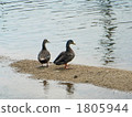 Duck 1805944