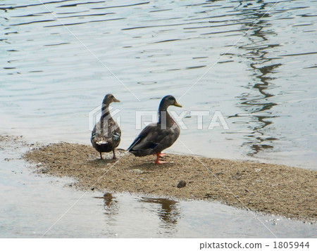 Duck Duck 1805944